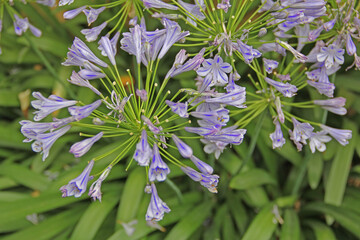 Schmucklilien