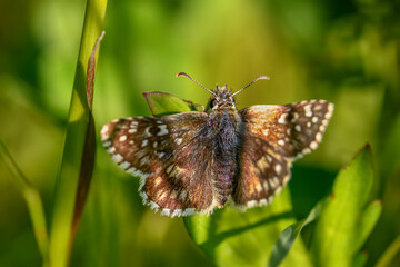 Obraz na płótnie Canvas Oberthürs Grizzled Skipper - Pyrgus armoricanus, beautiful small butterfly from European meadows and grasslands, Zlin, Czech Republic.