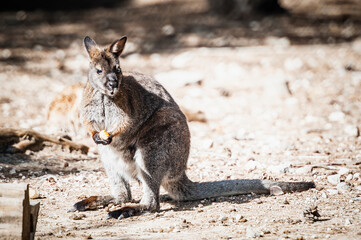 Adorable wallaby de bennett dans un parc animalier	