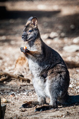Adorable wallaby de bennett dans un parc animalier	