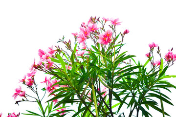 Pink oleander or Singapore orchid flower in focus with white background and green leaves