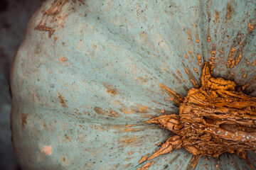 Freshly harvested pumpkin on the field. Selective focus.