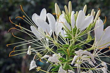 Weiße Spinnenblume