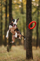 dog jumping with toy bullterrier happy dog playing