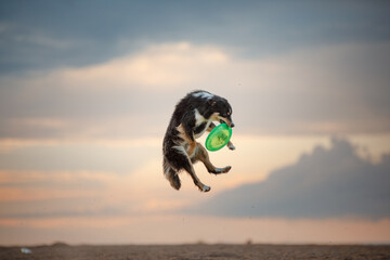 dog catches a disc on the beach. Active border collie in nature. 