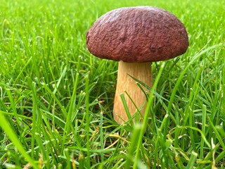 mushroom in the grass