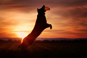 Silhouette of Bohemian shepherd, purebred dog, catching orange disk against colorful red evening sky. Black and brown, hairy shepherd dog in action. Active family dog in training games.