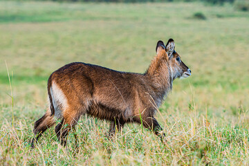 Water Buck in the field