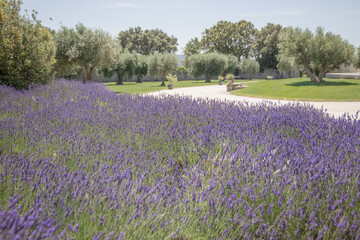 Naklejka na ściany i meble Provence Drome lavender & olive trees