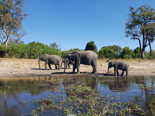 Fototapeta premium Chobe National Park in Africa