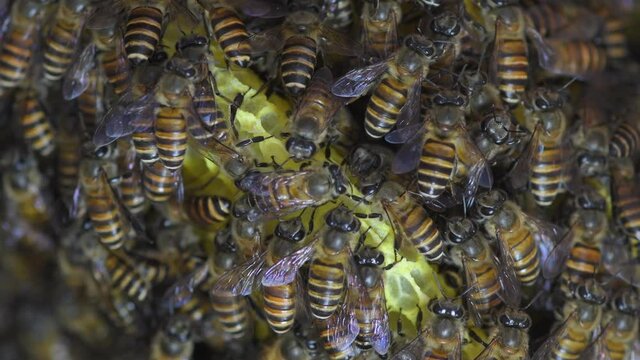 Honey Bees on bee hive in Southeast Asia.