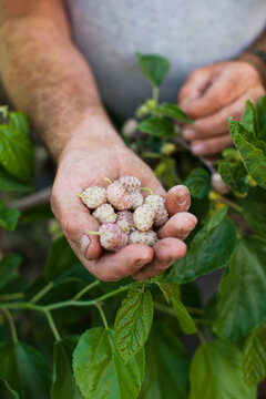 Farmer Holding White Mulberries