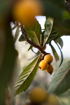 Loquats Growing On Tree
