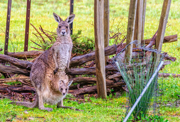 Wet kangaroo with her joey near Halls gap - Grampians, Victoria, Australia