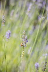 Provence Drome lavender & stone wall