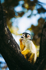Petit singe saïmiri jaune à tête noire ou singe-écureuil