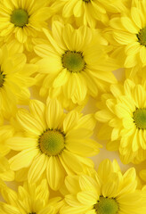 Yellow camomile, flower background, yellow georgina pattern photography, august bright flowers