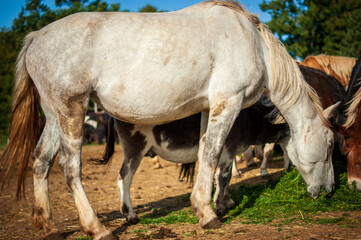 Pferde und Ponys