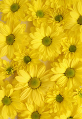 Yellow camomile, flower background, yellow georgina pattern photography, august bright flowers