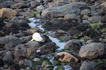 Grey Atlantic seal  pup and  mother  feeding  Pembrokeshire