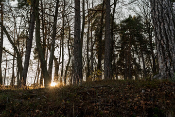Naklejka premium The sun hiding between the trees in the middle of the forest
