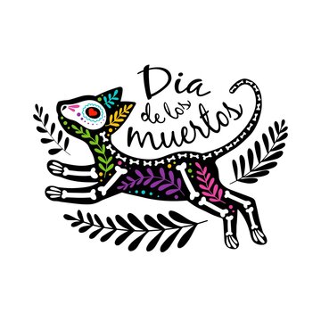 Vector colorful postcard. Dia de los Muertos, Day of the dead or Halloween concept. Cat skeleton with floral design, isolated on white background