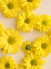 Yellow camomile, flower background, yellow georgina pattern photography, august bright flowers