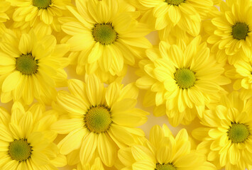 Yellow camomile, flower background, yellow georgina pattern photography, august bright flowers