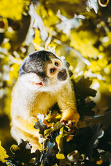 Petit singe saïmiri jaune à tête noire ou singe-écureuil