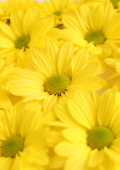 Yellow camomile, flower background, yellow georgina pattern photography, august bright flowers