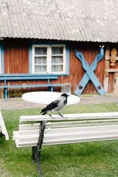 Crow surfing on a bech