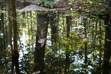 Fototapeta premium Spinnennetz an einem Zweig über einer Wasserfläche mit Spiegelungen im Wald