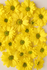 Yellow camomile, flower background, yellow georgina pattern photography, august bright flowers