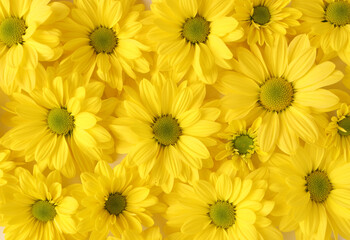 Yellow camomile, flower background, yellow georgina pattern photography, august bright flowers