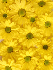 Yellow camomile, flower background, yellow georgina pattern photography, august bright flowers