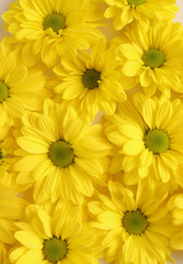 Yellow camomile, flower background, yellow georgina pattern photography, august bright flowers