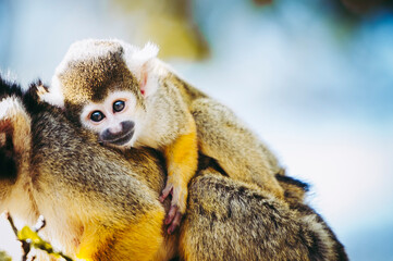 Bébé singe saïmiri jaune à tête noire ou singe-écureuil
