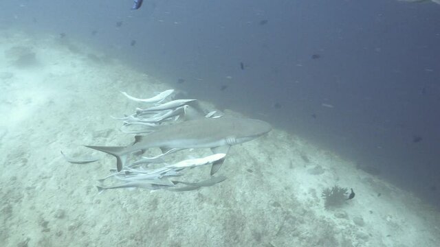 Grey reef shark surrounded by remoras in maldives
