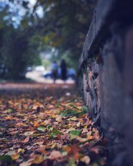 autumn leaves on the ground