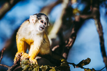 Petit singe saïmiri jaune à tête noire ou singe-écureuil