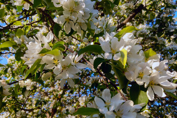 View of a blossoming branch of an apple tree in spring.