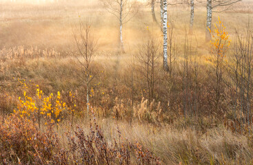 Russian autumn forest in the fog