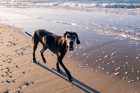 Dog on a sandy beach