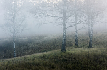 Fototapeta na wymiar Russian autumn forest in the fog