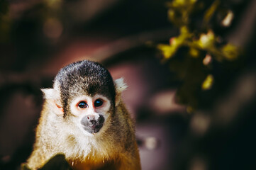 Petit singe saïmiri jaune à tête noire ou singe-écureuil