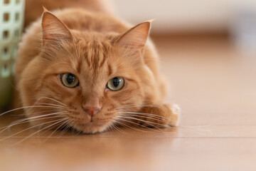 狙いをさだめる猫　　茶トラ猫