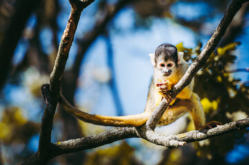 Petit singe saïmiri jaune à tête noire ou singe-écureuil