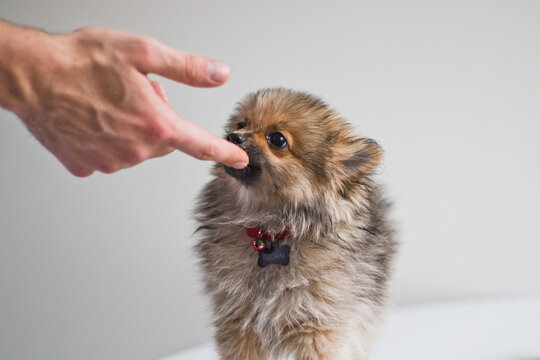 Pomeranian Puppy