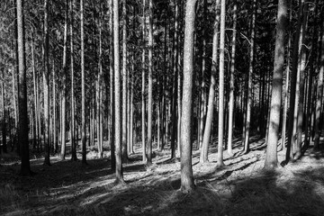 White and black forest contrast shadows, czech republic