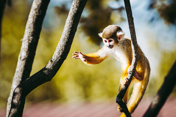 Petit singe saïmiri jaune à tête noire ou singe-écureuil